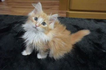 ノルウェージャンフォレストキャット【千葉県・男の子・2021年1月21日・レッドクラシックタビー&ホワイト】の写真「毛吹きの良い、ちょっと、おとなしめの男の子♪」