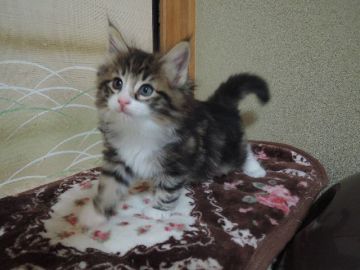 ノルウェージャンフォレストキャット【千葉県・男の子・2015年7月1日・ブラウン クラシック タビー & ホワイト】の写真「やんちゃ子、でも、人間大好き♪」