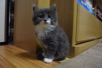 ノルウェージャンフォレストキャット【千葉県・女の子・2016年4月16日・ブルー&ホワイト】の写真「モコモコの毛吹きで、とっても可愛い子です♪」