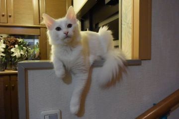 ノルウェージャンフォレストキャット【千葉県・男の子・2016年5月11日・ホワイト】の写真「綺麗なホワイトの男の子♪お耳も聞こえています！」