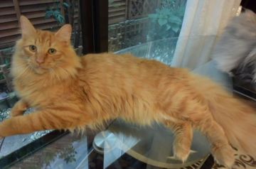 ノルウェージャンフォレストキャット【千葉県・男の子・2020年9月24日・クリーム マッカレル タビー】の写真「元気なクリーム色の男の子です♪」