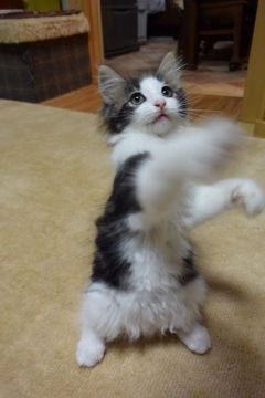 ノルウェージャンフォレストキャット【千葉県・女の子・2016年5月2日・ブラウン クラシック タビー&ホワイト】の写真「運動神経バツグンなキュートな女の子です♪」