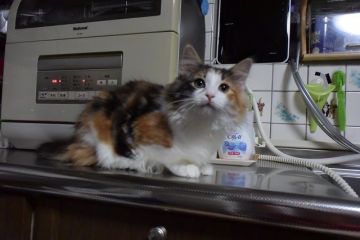 ノルウェージャンフォレストキャット【千葉県・女の子・2018年9月18日・ブラウン クラシック トービー&ホワイト】の写真「女王様気質の三毛、男の人より女の人が好き♪」