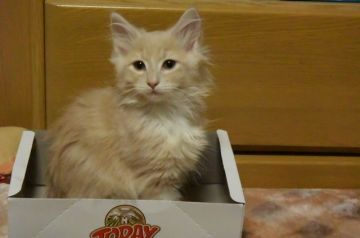 ノルウェージャンフォレストキャット【千葉県・男の子・2017年8月21日・クリーム クラシック タビー&ホワイト】の写真「活発な、可愛い顔の男の子です♪」