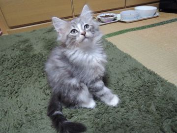 ノルウェージャンフォレストキャット【千葉県・男の子・2015年10月4日・ブルー クラシック タビー&ホワイト】の写真「ソックス履きで、アメショーのような綺麗な模様♪」