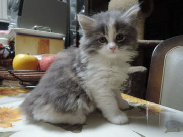 ノルウェージャンフォレストキャット【千葉県・女の子・2015年5月7日・ブルー クラシック トービー&ホワイト(三毛)】の写真「動きも活発になりヤンチャな女の子になりました♪」