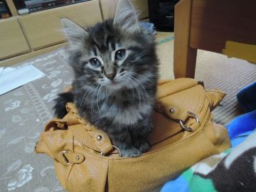 ノルウェージャンフォレストキャット【千葉県・男の子・2015年7月1日・ブラウン クラシック タビー】の写真「なにか言いたそうに顔をじっと見つめる、可愛い男の子」