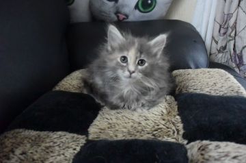 ノルウェージャンフォレストキャット【千葉県・女の子・2018年9月18日・ブルークラシック トービー&ホワイト】の写真「ちょっと、おすましで人懐っこい可愛い女の子♪」