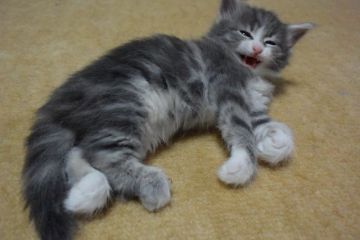 ノルウェージャンフォレストキャット【千葉県・女の子・2016年5月13日・ブルー クラシック タビー&ホワイト】の写真「綺麗なブルーの女の子♪」