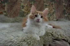 ノルウェージャンフォレストキャット【千葉県・男の子・2017年8月21日・レッド クラシック タビー&ホワイト】の写真1