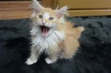 ノルウェージャンフォレストキャット【千葉県・男の子・2021年1月21日・レッドクラシックタビー&ホワイト】の写真3