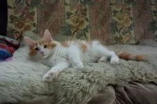 ノルウェージャンフォレストキャット【千葉県・男の子・2017年8月21日・レッド クラシック タビー&ホワイト】の写真4