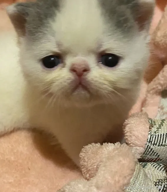 ID:2107-01522の子猫