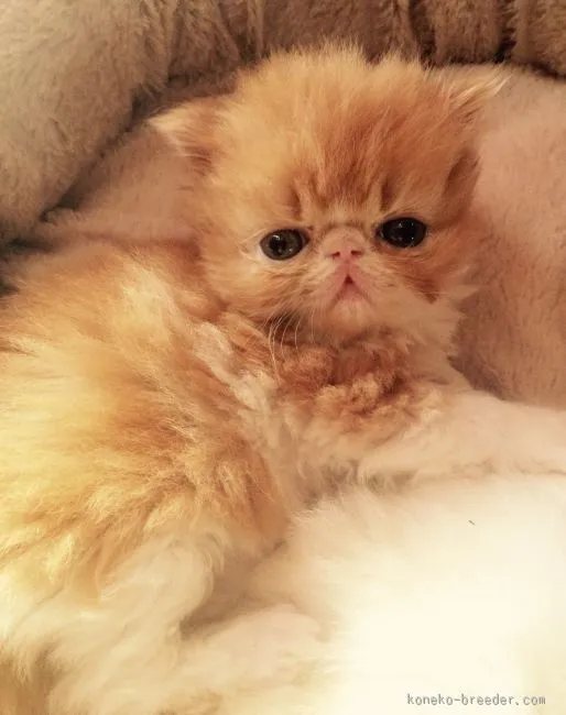ID：1512-00331の子猫