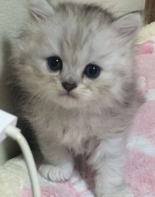 ID：1608-00447の子猫