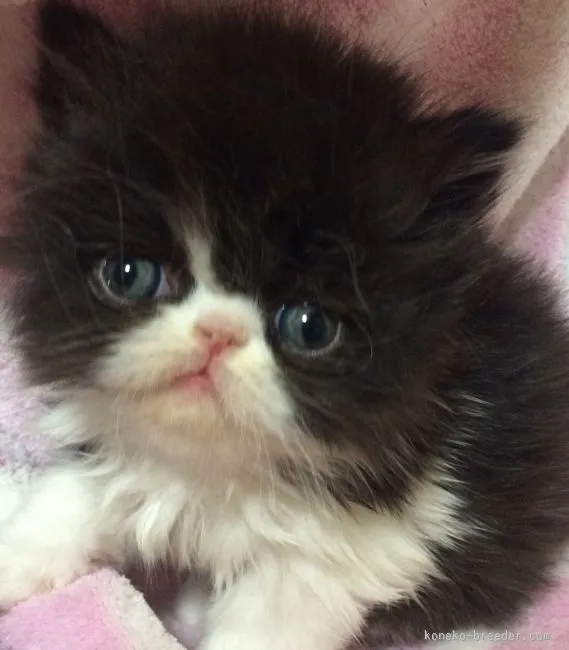 ID：1602-00001の子猫