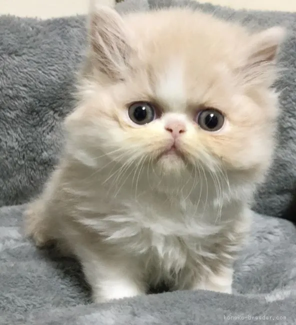 マンマ 様のお迎えした子猫