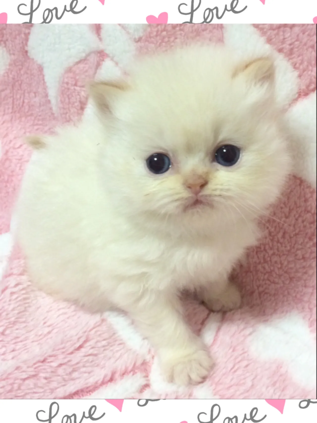 ID：1604-00317の子猫