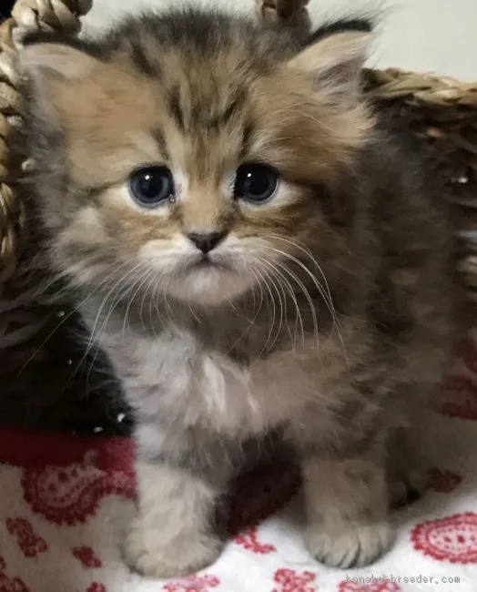 ID：1702-00537の子猫