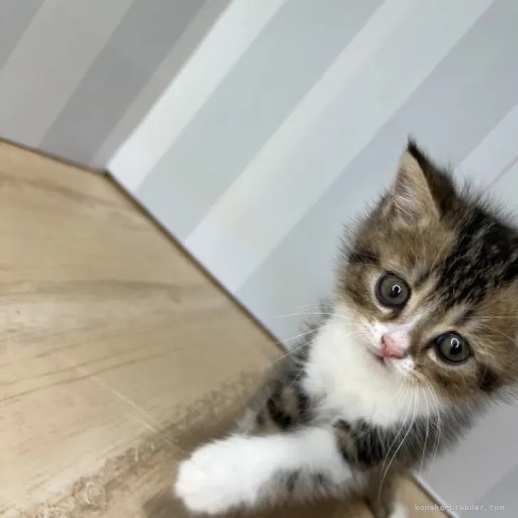 H.I 様のお迎えした子猫