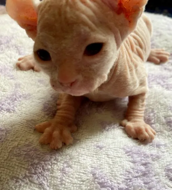 ID:2005-02015の子猫