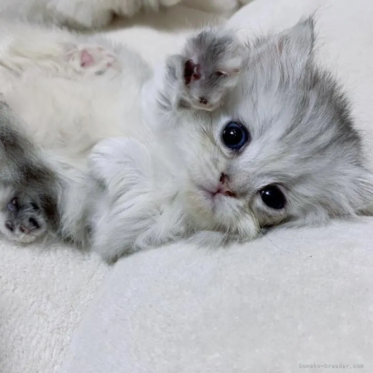 ID：2208-02530の子猫