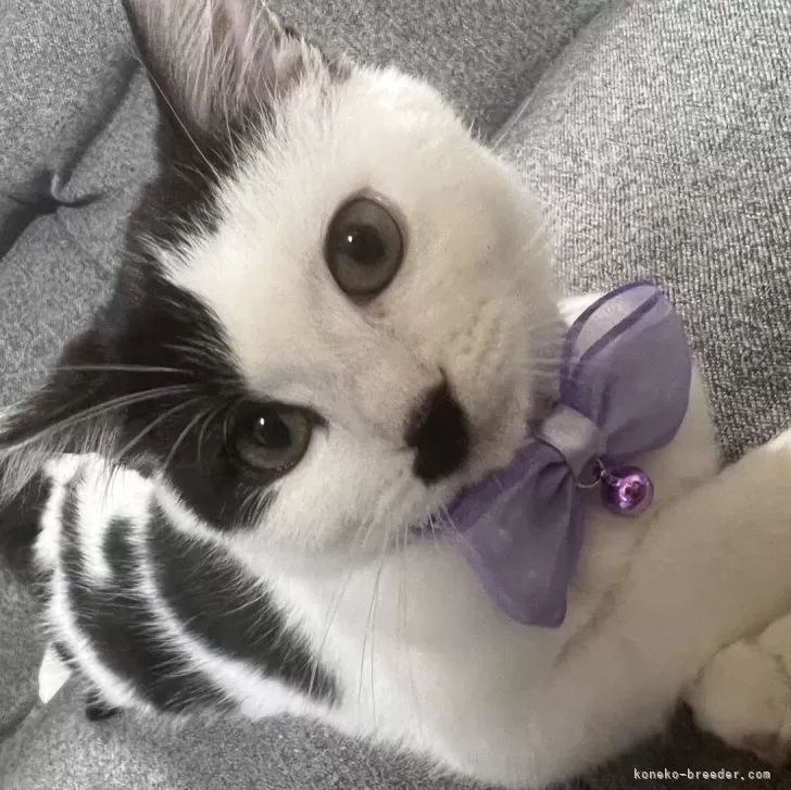 ID：2401-02636の子猫