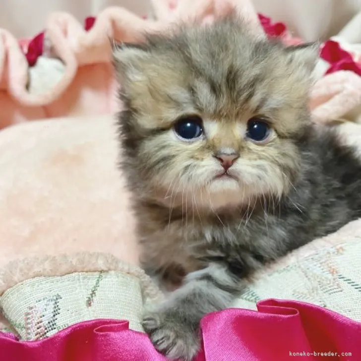 ID:2310-02355の子猫