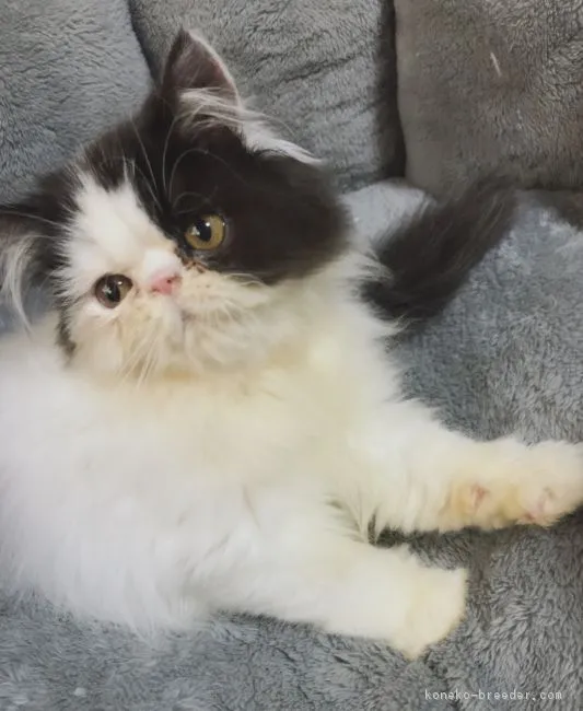 ID：1812-00575の子猫