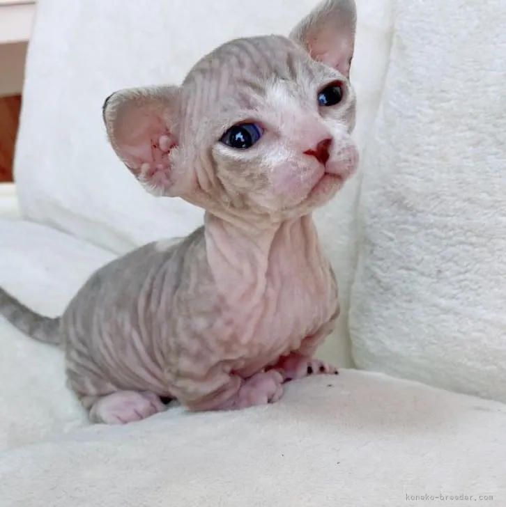 ID:2212-00775の子猫