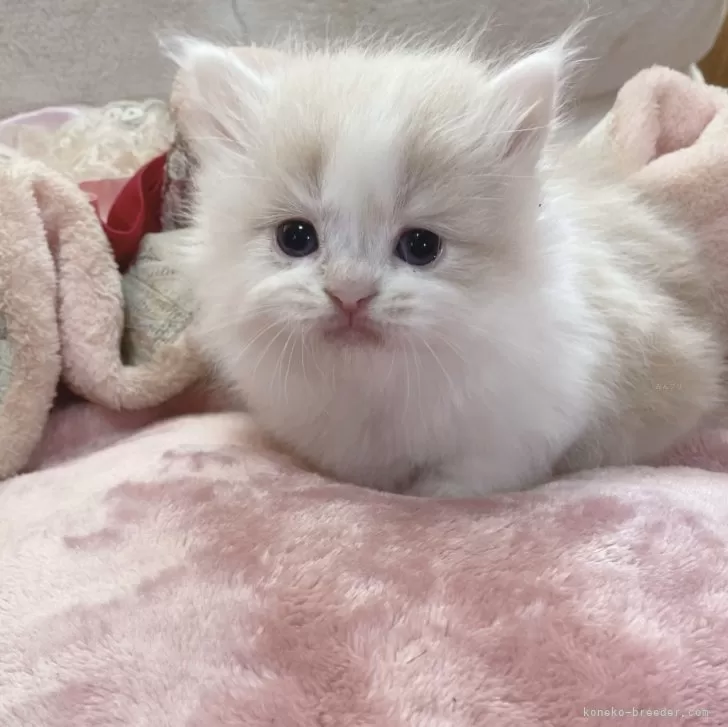 ID:2401-02629の子猫