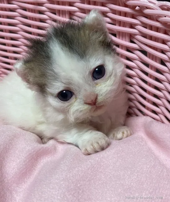 ID：2005-02127の子猫
