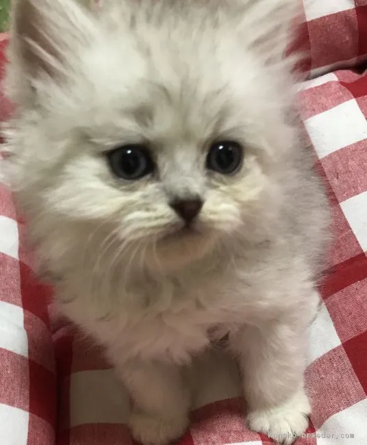 ID：1705-00061の子猫