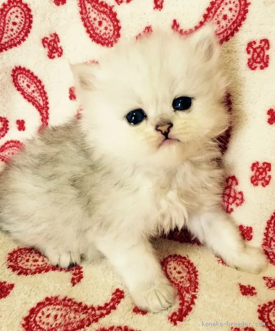 ベル 様のお迎えした子猫