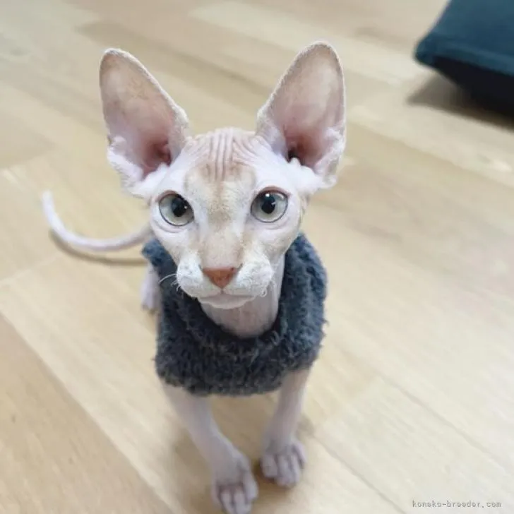 ルタオ 様のお迎えした子猫