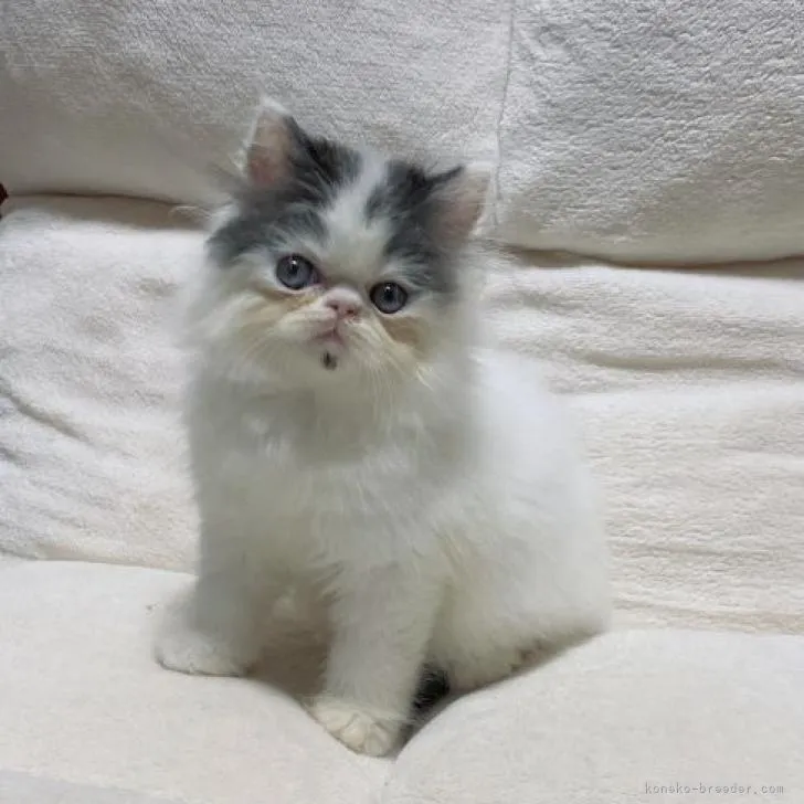 ID:2210-01257の子猫