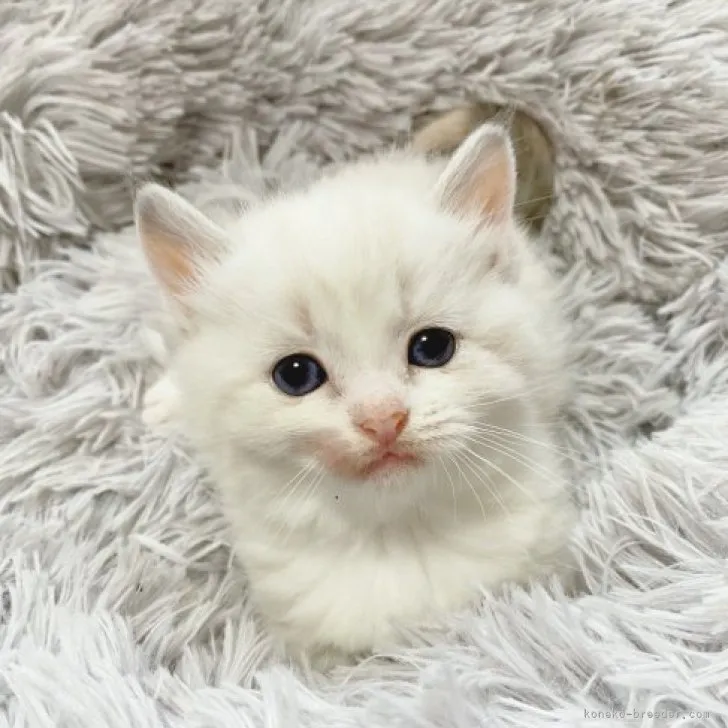 ID:2312-01230の子猫
