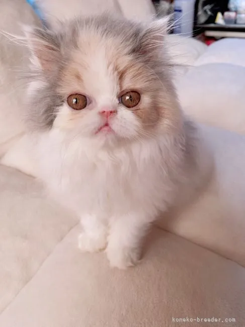 ID:2202-01146の子猫