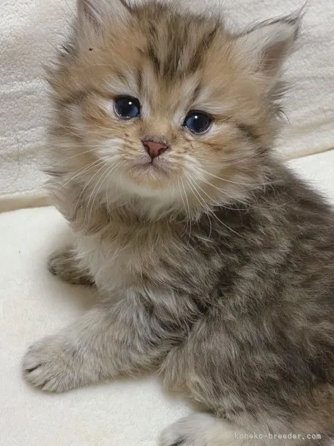 H 様のお迎えした子猫