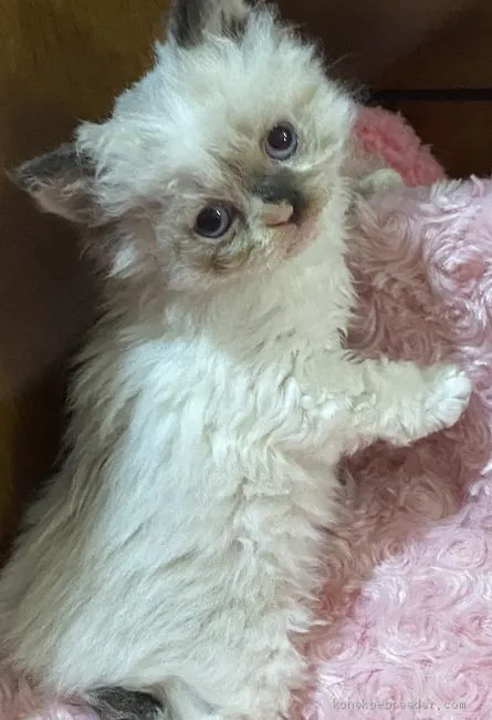 ID：2002-00576の子猫