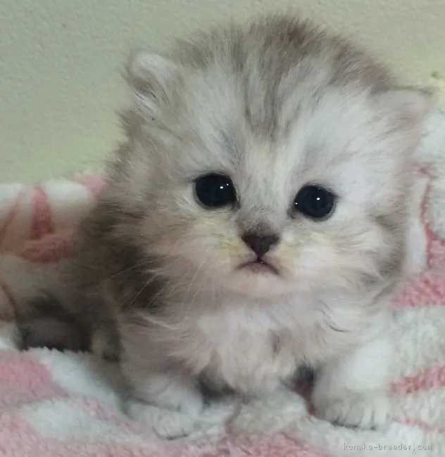 ID：1608-00433の子猫