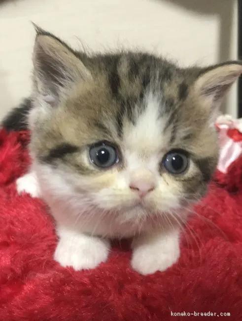 はたさん 様のお迎えした子猫