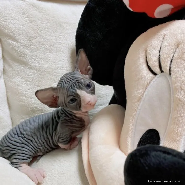 オスカー 様のお迎えした子猫