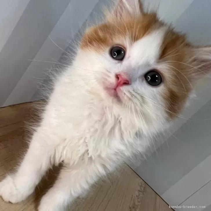 ID：2404-01193の子猫