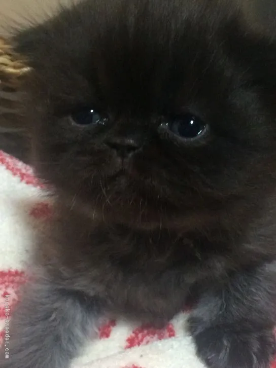 ID：1611-00615の子猫