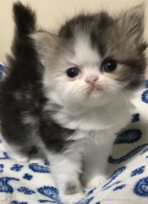 ID:1706-01369の子猫