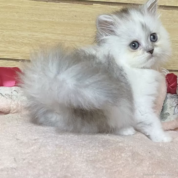 ID：2406-02717の子猫