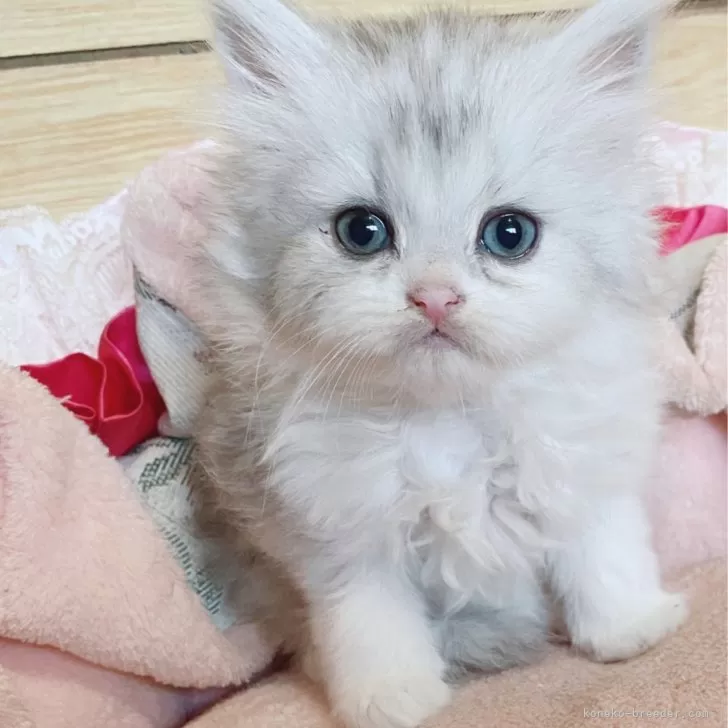 ID：2406-01984の子猫