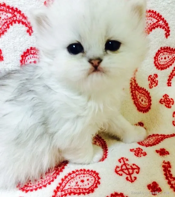 ID：1601-00088の子猫