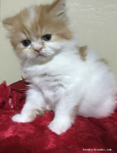 おぎすみ 様のお迎えした子猫